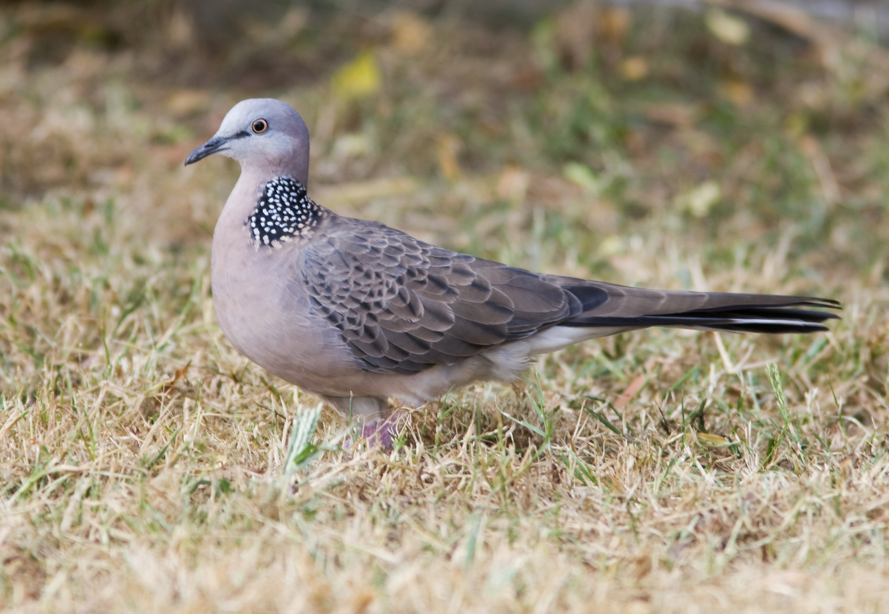 spotted-dove-birds-in-backyards